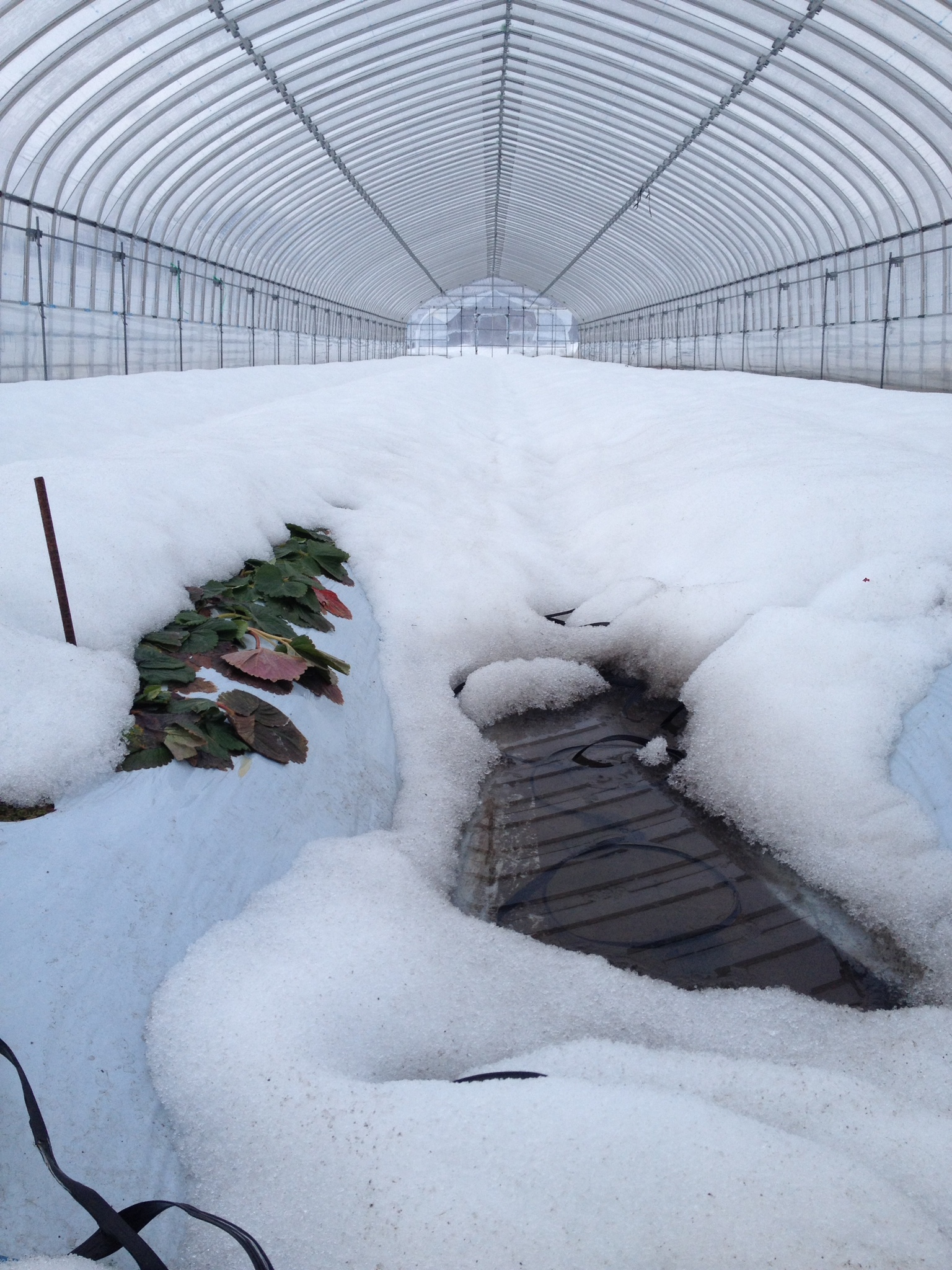 雪国 北海道のいちご栽培